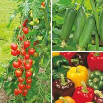 حمایت 460 میلیارد ریالی بانک کشاورزی از بزرگ ترین گلخانه سبزی و صیفی در استان چهارمحال بختیاری