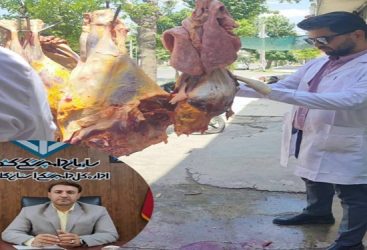 نظارت بهداشتی بر نه هزار راس دام زنده توسط اکیپ های دامپزشکی استان در روز عید قربان انجام گردید
