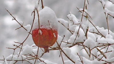 آماده باش به باغداران گلستان