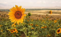 افزایش ۳۲ درصدی کشت آفتابگردان در استان گلستان