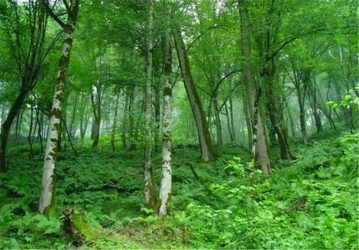 تولید ۵۸۰ هزار اصله نهال مرتعی برای احیای ۹۵۰ هکتار از اراضی گلستان