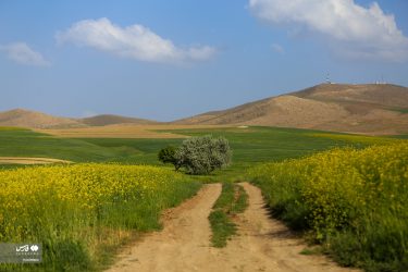 پرداخت ۲۵ درصد از پول کلزاکاران گلستان