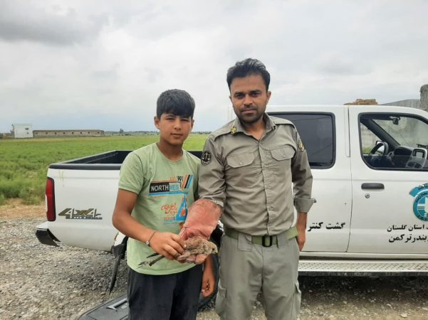 تحویل دو بهله دلیجه به اداره حفاظت محیط زیست شهرستان ترکمن