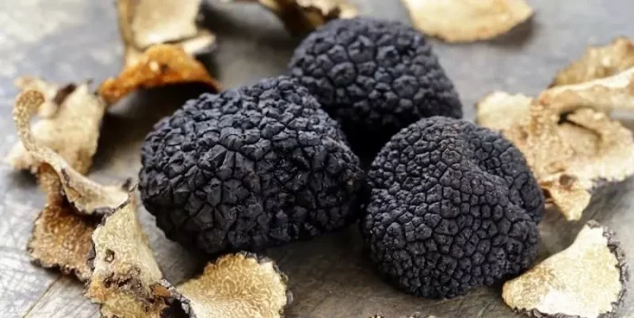 نقره داغ قاچاقچیان قارچ ترافل جنگلی در کلاله