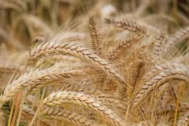 نقره داغ مدیر متخلف شرکت خدمات کشاورزی