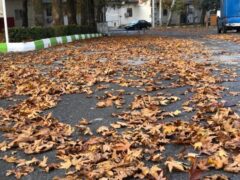 معاون خدمات شهری: برگ های پاییزی درختان تا عصر پنجشنبه جمع آوری نمی شود