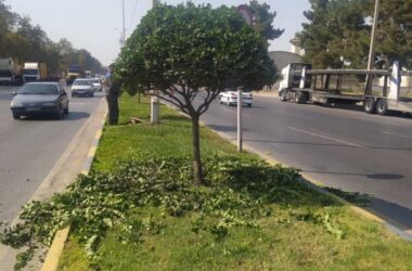 مهستی قدس ولی خبر داد: آغاز طرح گسترده هرس فرم درختان سطح شهر گرگان