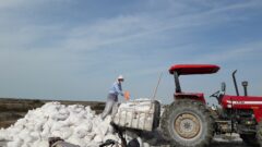 اجراي طرح مصون سازي مجتمع پرورش ميگو گميشان