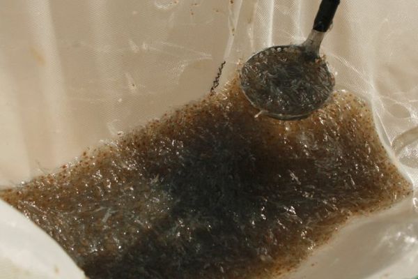 مدير كل شيلات گلستان خبر داد؛ آغاز ذخيره سازي بچه ميگو در مزارع گميشان