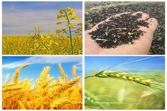 برگزاری اولین جلسه کشت قراردادی محصول گندم، کلزا و دانه های روغنی شهرستان گرگان سال زراعی ۱۴۰۳-۱۴۰۲