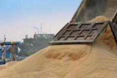 مدیرکل غله گلستان: ۱۴ مرکز برای خرید تضمینی سویا در گلستان پیش بینی شده است