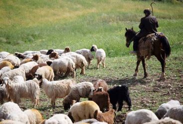 ورود تدریجی دامهای عشایر به مراتع شهرستان مراوه تپه
