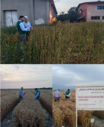 بازدید رییس سازمان جهادکشاورزی استان گلستان از ارقام جدید گیاهان زراعی به ویژه گندم و کینوا در ایستگاه تحقیقات عراقی محله گرگان