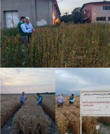 بازدید رییس سازمان جهادکشاورزی استان گلستان از ارقام جدید گیاهان زراعی به ویژه گندم و کینوا در ایستگاه تحقیقات عراقی محله گرگان