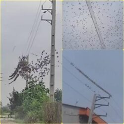 تجمع پرندگان روی شبکه های توزیع برق باعث قطعی لحظه‌ای برق در استان گلستان