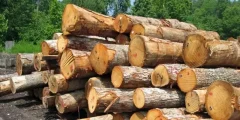 محکومیت قاچاقچی چوب های جنگلی در علی آباد کتول