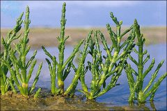 کشت گیاهان شور پسند در محل دایک‌های خلیج گرگان