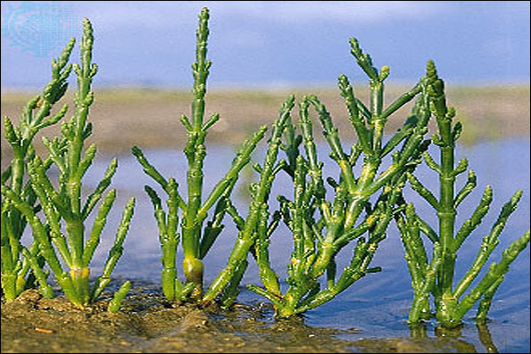 کشت گیاهان شور پسند در محل دایک‌های خلیج گرگان