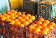 تدارک ۱۸۰ تن میوه برای سفره‌های نوروزی مردم گلستان