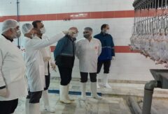 نیمی از کشتارگاه های طیور استان گلستان دارای کد آی . آر هستند