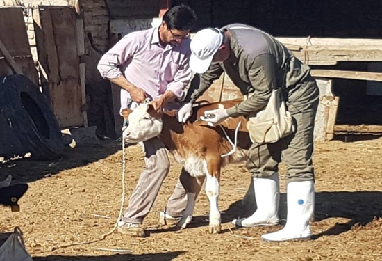 خدمات رایگان دامپزشکی در مناطق محروم
