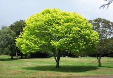 کاشت درخت به جای زندان در کلاله
