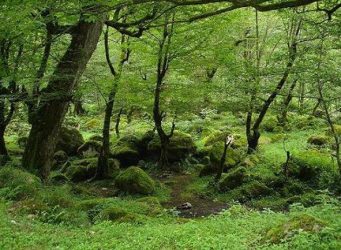 ۴۹ پرونده در شش ماهه نخست در اداره استعداد‌یابی منابع طبیعی گلستان بررسی و تعیین تکلیف شد