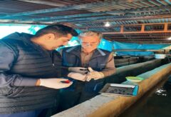 نمونه گیری پاییزه در راستای مراقبت فعال بیماری ها در ماهیان قزل آلای رنگین کمان شهرستان علی آباد کتول انجام شد