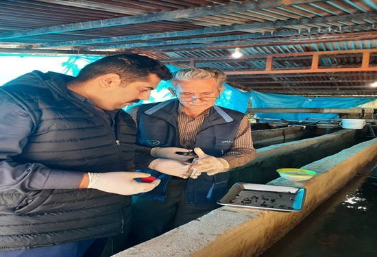 نمونه گیری پاییزه در راستای مراقبت فعال بیماری ها در ماهیان قزل آلای رنگین کمان شهرستان علی آباد کتول انجام شد