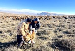 انجام واکسیناسیون علیه بیماری آبله و بروسلوز بره و بزغاله در نقطه مرزی بین استان گلستان و سمنان