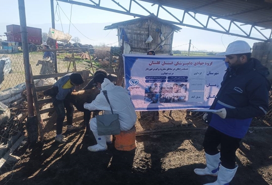 روایت یک روز کاری گروه جهادی دامپزشکی شهرستان کردکوی روستای بدیل آباد و حاج آباد دشت