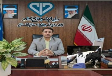 آغاز مرحله دوم واکسیناسیون رایگان دام های سبک و سنگین علیه بیماری تب برفکی در استان گلستان