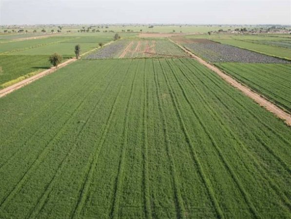 کشاورزان گلستانی از بذر استاندارد برای کشت استفاده کنند