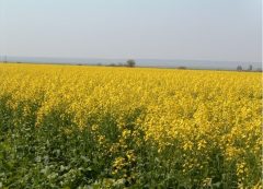 ۳۸۰ میلیارد تومان از مطالبات کلزاکاران گلستانی پرداخت شد