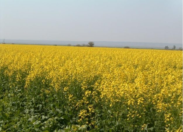 ۳۸۰ میلیارد تومان از مطالبات کلزاکاران گلستانی پرداخت شد