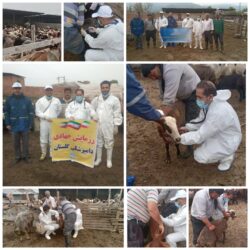 برگزاری اردوی جهادی دامپزشکی استان گلستان در شهرستان بندرگز برگزارشد