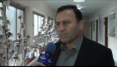 خودکفایی ایران در تولید بذر استاندارد و امکان صادرات بذر پنبه