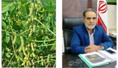عملیات طرح خرید تضمینی سویا کشاورزان استان از مرز سه هزارتن فراتر رفت.