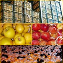 عرضه میوه شب عید به قیمت مناسب