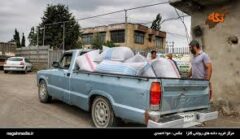 سرپرست غله گلستان خبرداد؛ آغاز خرید تضمینی دانه روغنی کلزا در گلستان