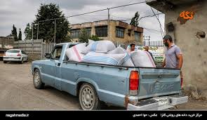 سرپرست غله گلستان خبرداد؛ آغاز خرید تضمینی دانه روغنی کلزا در گلستان