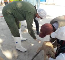 واکسیناسیون سگ های بلا صاحب در پناهگاه شهرداری گرگان شروع شد