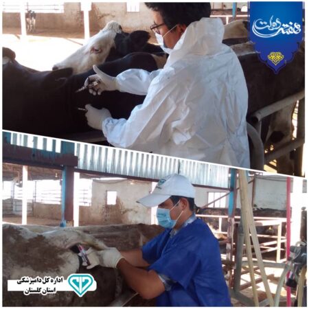 اجرای پایش سل و بروسلوز در آق قلا