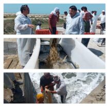 مدیر کل شیلات گلستان خبر داد: آغاز برداشت میگو از مزارع مجتمع گمیشان