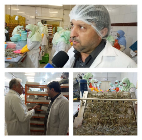 مدیر کل شیلات گلستان خبر داد؛ پیش بینی صادرات ۳۰۰۰ تن میگو از استان