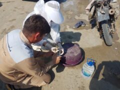 نمونه برداری از میگو های درحال صید در سایت میگو توسط کارشناسان اداره دامپزشکی شهرستان  گمیشان