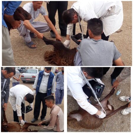 کشتار دام آبستن ممنوع شد