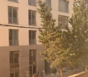 توضیحات شهرداری گرگان در خصوص قطع درختان در منزل مسکونی