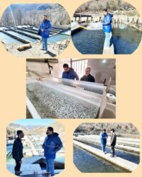 بازدید کارشناس اداره دامپزشکی شهرستان  علی آباد از مزارع پرورش ماهیان سردابی