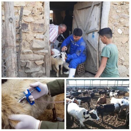 واکسیناسیون دام ها علیه تب برفکی در گلستان